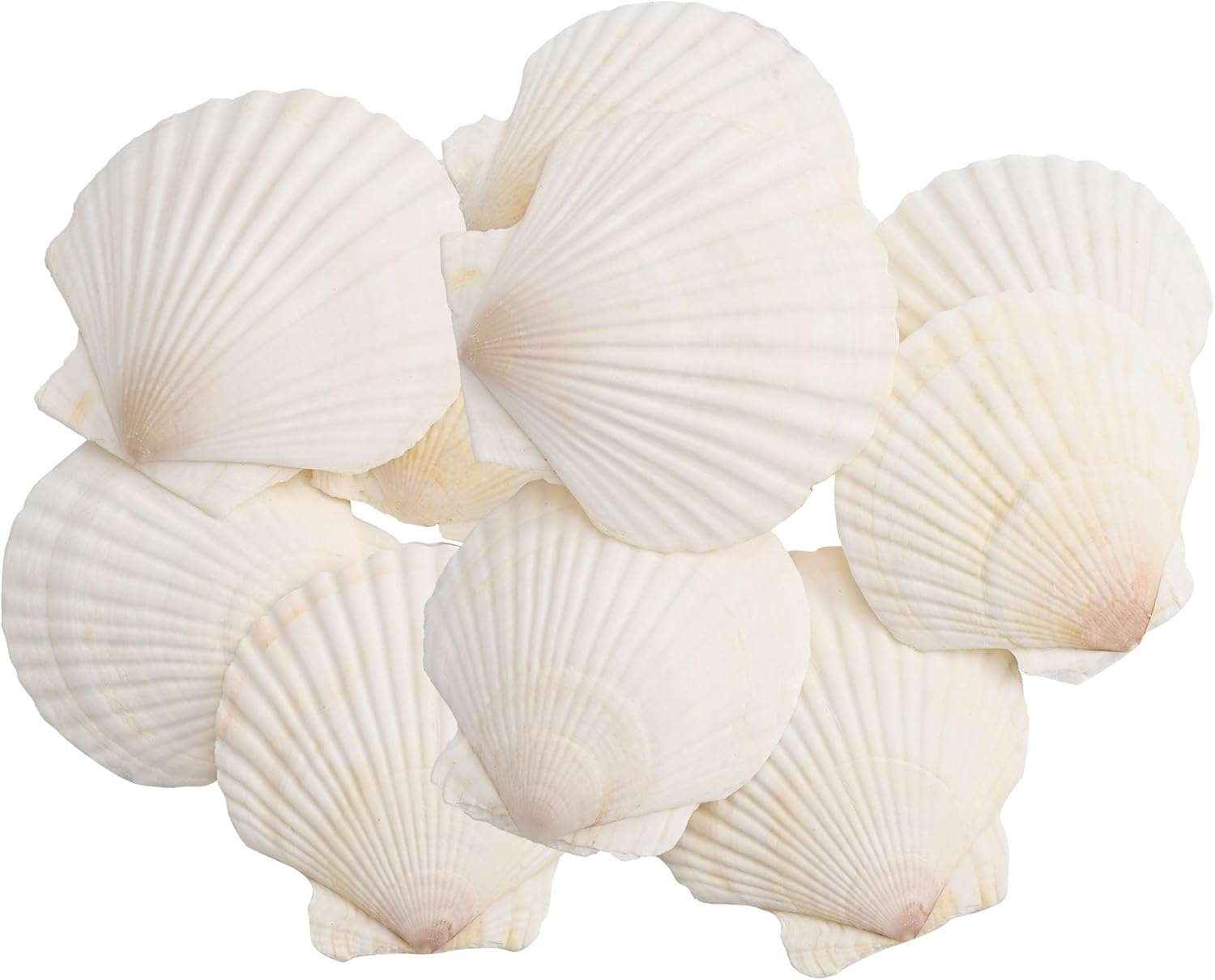 30PCS Large Natural Scallop Shells, 2''-3'' White Seashells,for DIY Crafts, Painting, Ocean Themed Parties and Home Decorations.