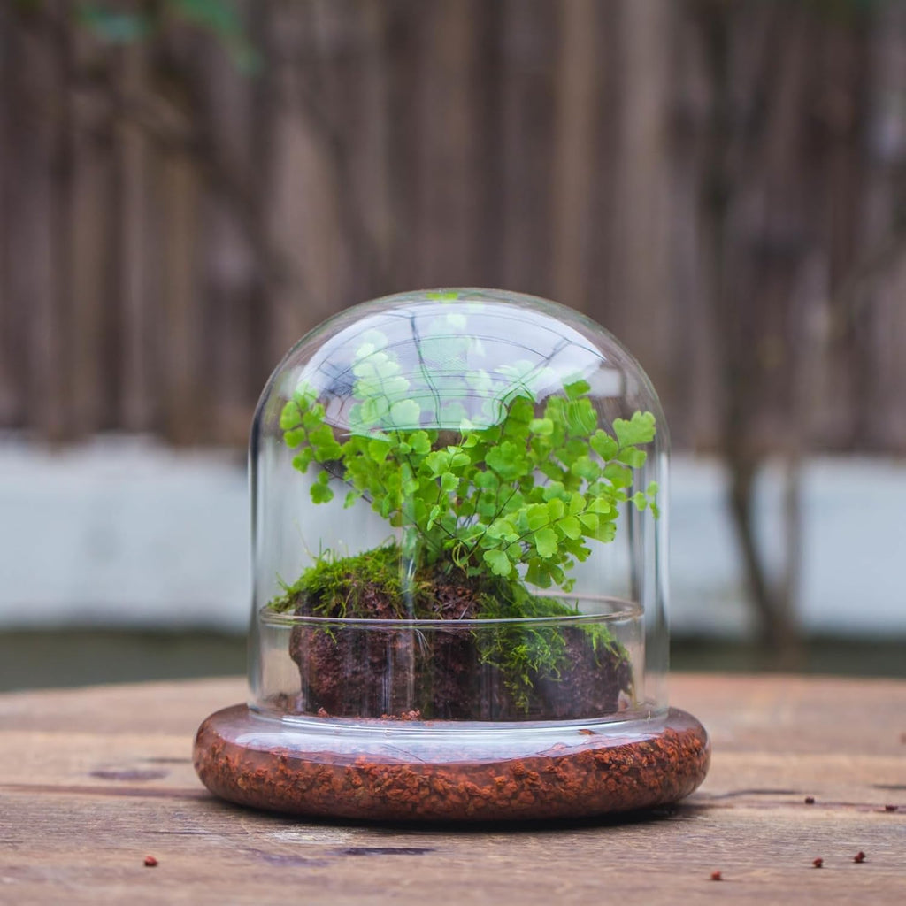 Small Glass Dome with Base - 5.9 x 5.9 x 5.7 Inch - Clear Glass Cloche Bell Jar - Home Tabletop Display Terrarium, Indoor Decorative (No Plants Included)
