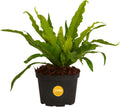 Costa Farms Bird's Nest Fern Live Plant, 15-Inches Tall, Easy to Grow Live Indoor Houseplant in 6-Inch Plant Pot, Living Room, Home and Office Decor, Housewarming Gift