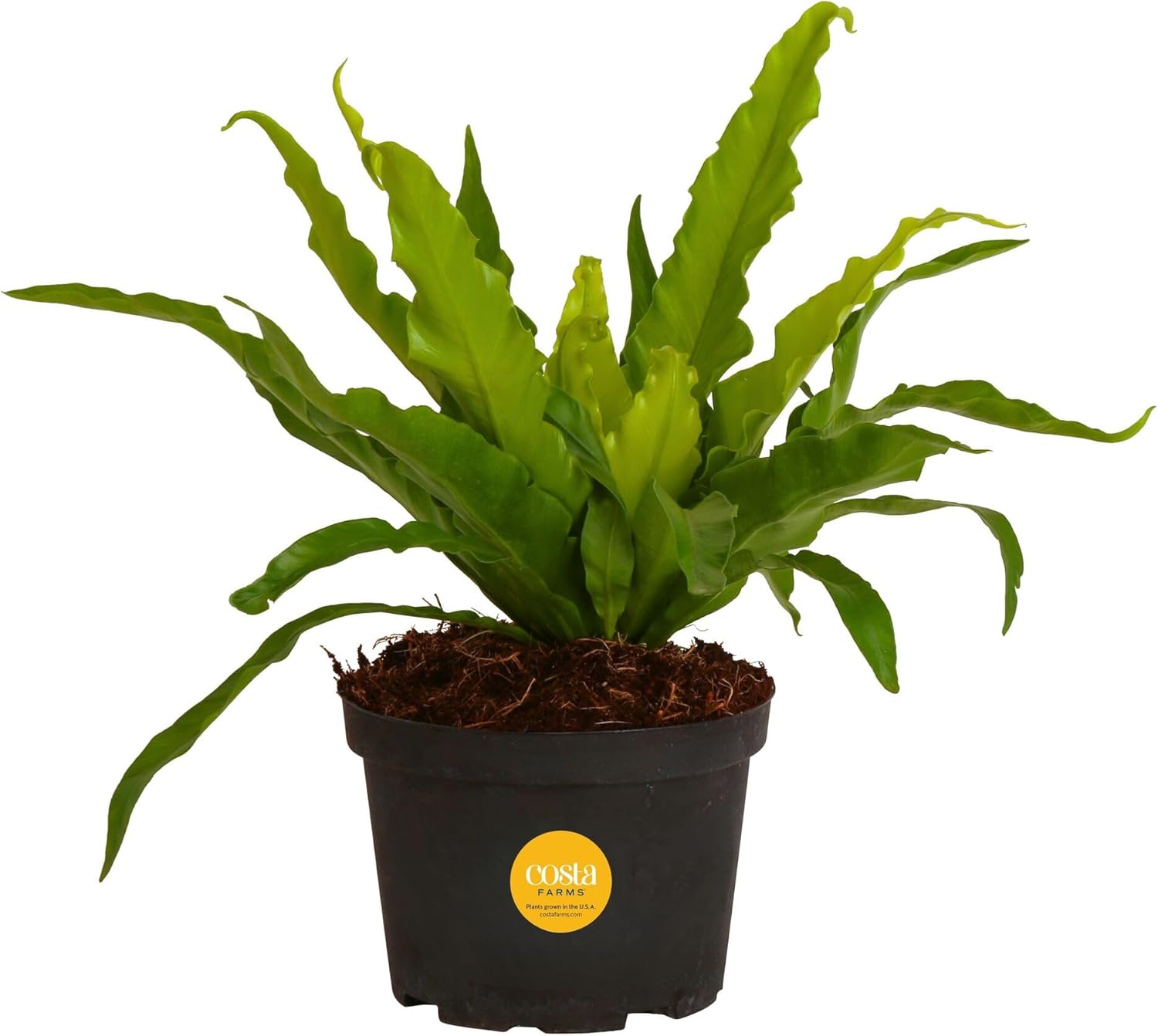 Costa Farms Bird's Nest Fern Live Plant, 15-Inches Tall, Easy to Grow Live Indoor Houseplant in 6-Inch Plant Pot, Living Room, Home and Office Decor, Housewarming Gift
