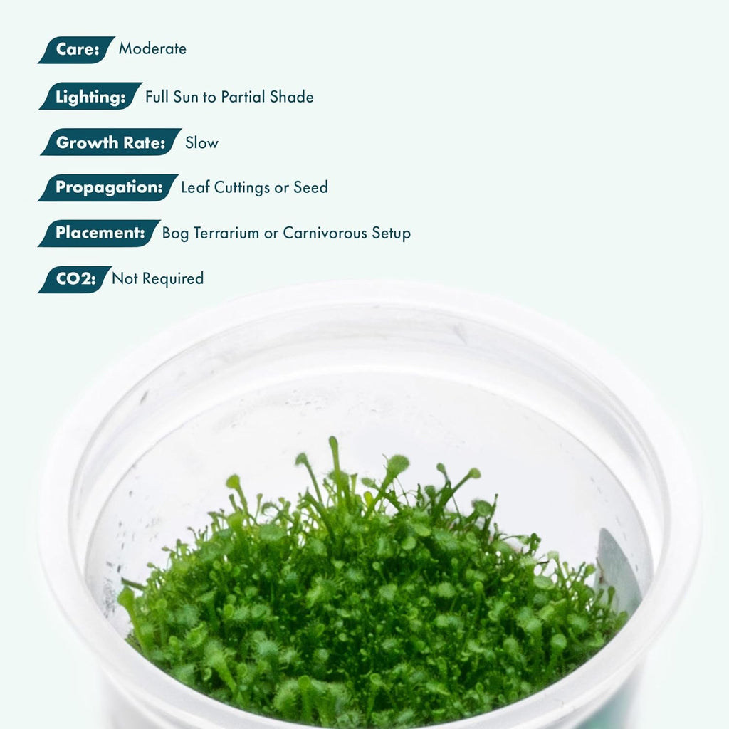 SubstrateSource Live Plant - Round-leaved Sundew (Drosera Rotundifolia) - Carnivorous Rosette for Bog Terrariums, Snail-Free in Vitro Plant - Tissue Culture