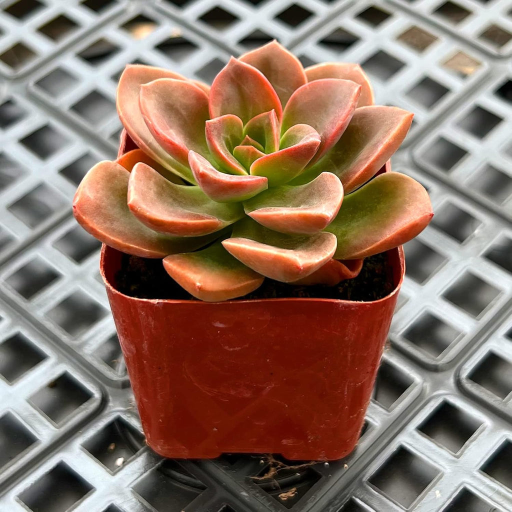 Sprout N Green Echeveria Succulent Collection, 3 Live Succulent Plant Fully Rooted in 2inch Starter Pot, Home Office Indoor Outdoor Wedding Decoration DIY Projects Party Favor