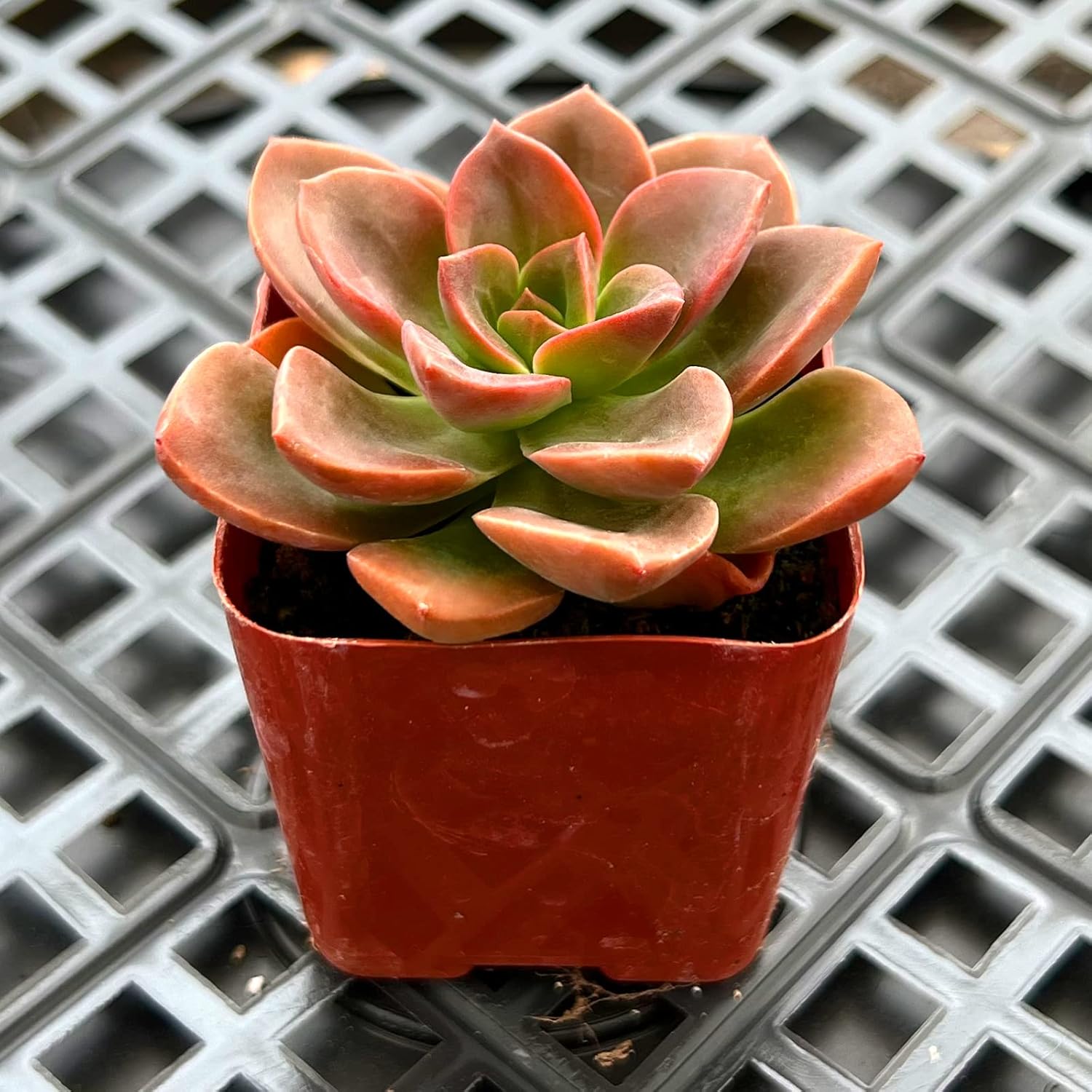 Sprout N Green Echeveria Succulent Collection, 3 Live Succulent Plant Fully Rooted in 2inch Starter Pot, Home Office Indoor Outdoor Wedding Decoration DIY Projects Party Favor