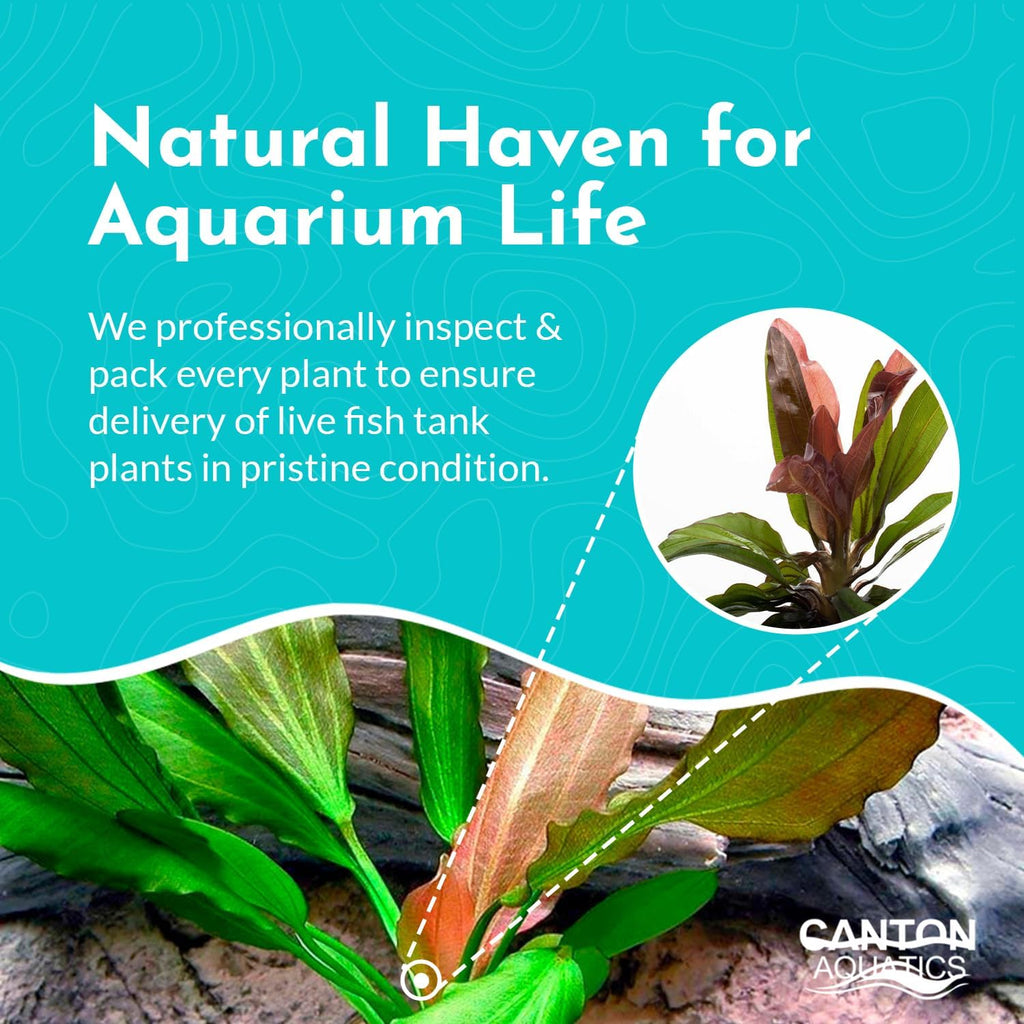 Amazon Sword Echinodorus Red Rose - Vibrant Aquatic Plant for Freshwater Aquariums - Ideal for Midground Planting - Low Maintenance, Enhances Tank Aesthetics - 2 Pot