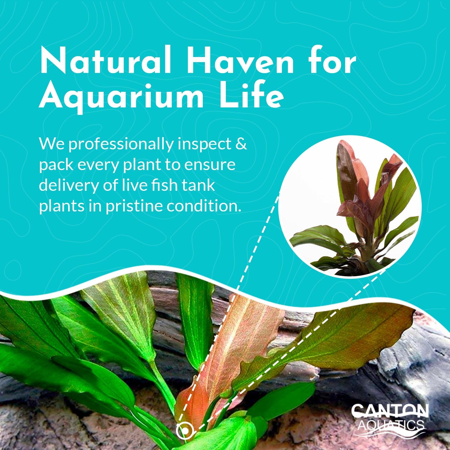 Amazon Sword Echinodorus Red Rose - Vibrant Aquatic Plant for Freshwater Aquariums - Ideal for Midground Planting - Low Maintenance, Enhances Tank Aesthetics - 2 Pot