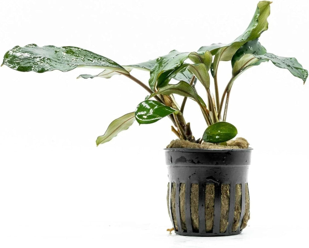 SubstrateSource Bucephalandra Green Broad Leaf Potted Live Aquarium Plant - Natural Freshwater Fish Tank Decorations and Aquatic Décor