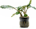 SubstrateSource Bucephalandra Green Broad Leaf Potted Live Aquarium Plant - Natural Freshwater Fish Tank Decorations and Aquatic Décor