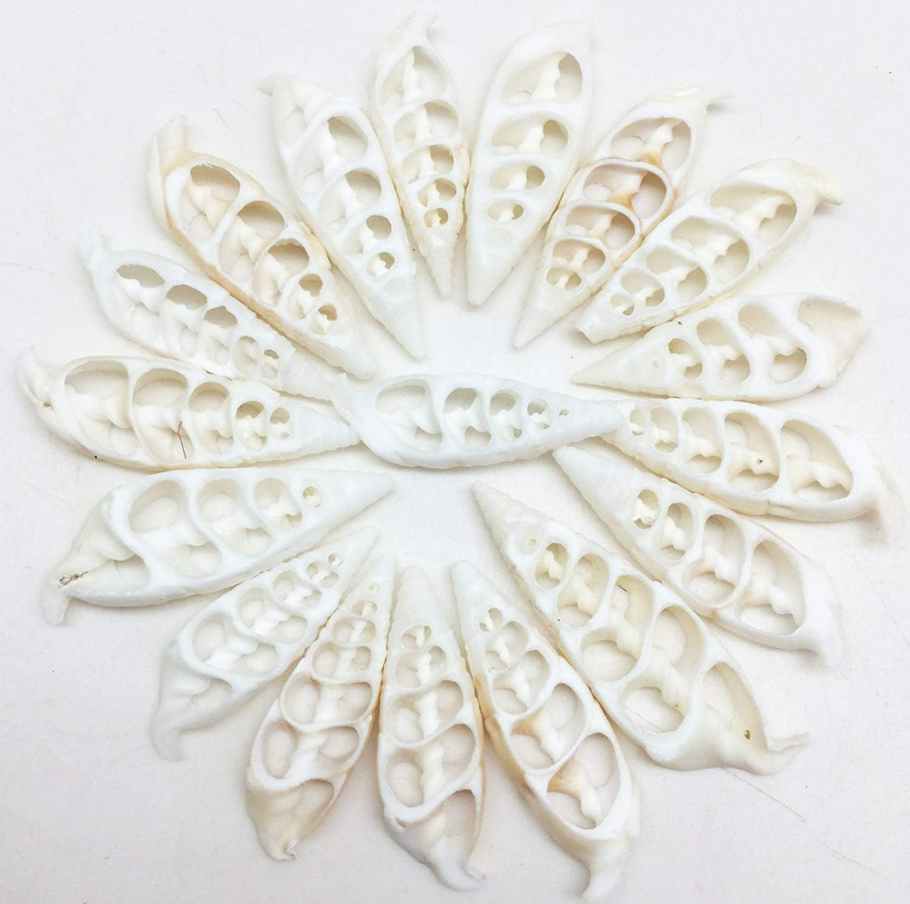 PEPPERLONELY 20 PC White Center Cut Cerithium vertagus Sea Shells, 1-1/2 Inch ~ 2 Inch