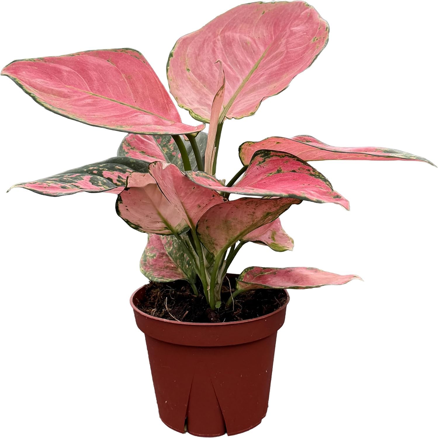 CoollectivePlants Aglaonema Beauty Pink – Live Plant in 4" Grower’s Pot, Vibrant Pink Chinese Evergreen, Easy Low Maintenance Indoor Plant, Includes UniHeat Pack for Winter Protection