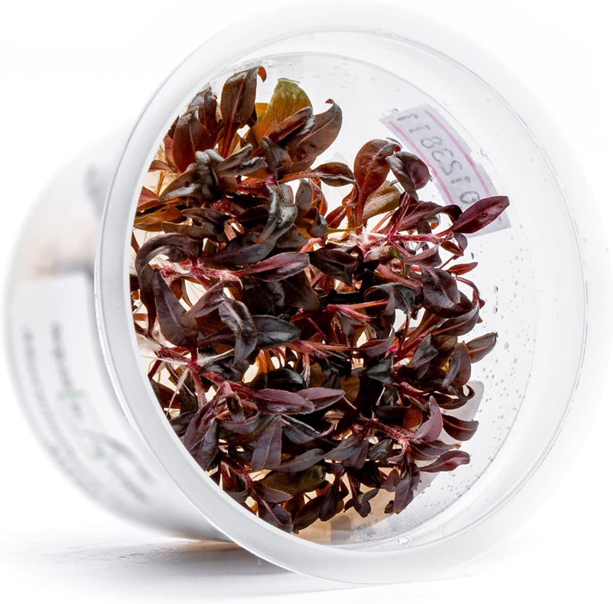 SubstrateSource Live Plant - Alternanthera Reineckii 'Mini' Red Stem Tissue Culture Aquatic Live Aquarium Plant - 100% Snail Free in Vitro Cup (AR Mini)