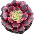 Sprout N Green Aeonium 'Meidusha', Live Rare Succulent Potted 4" Planter, Real House Plant for Party Favors Home Indoor Outdoor Garden Wedding Decoration DIY Projects