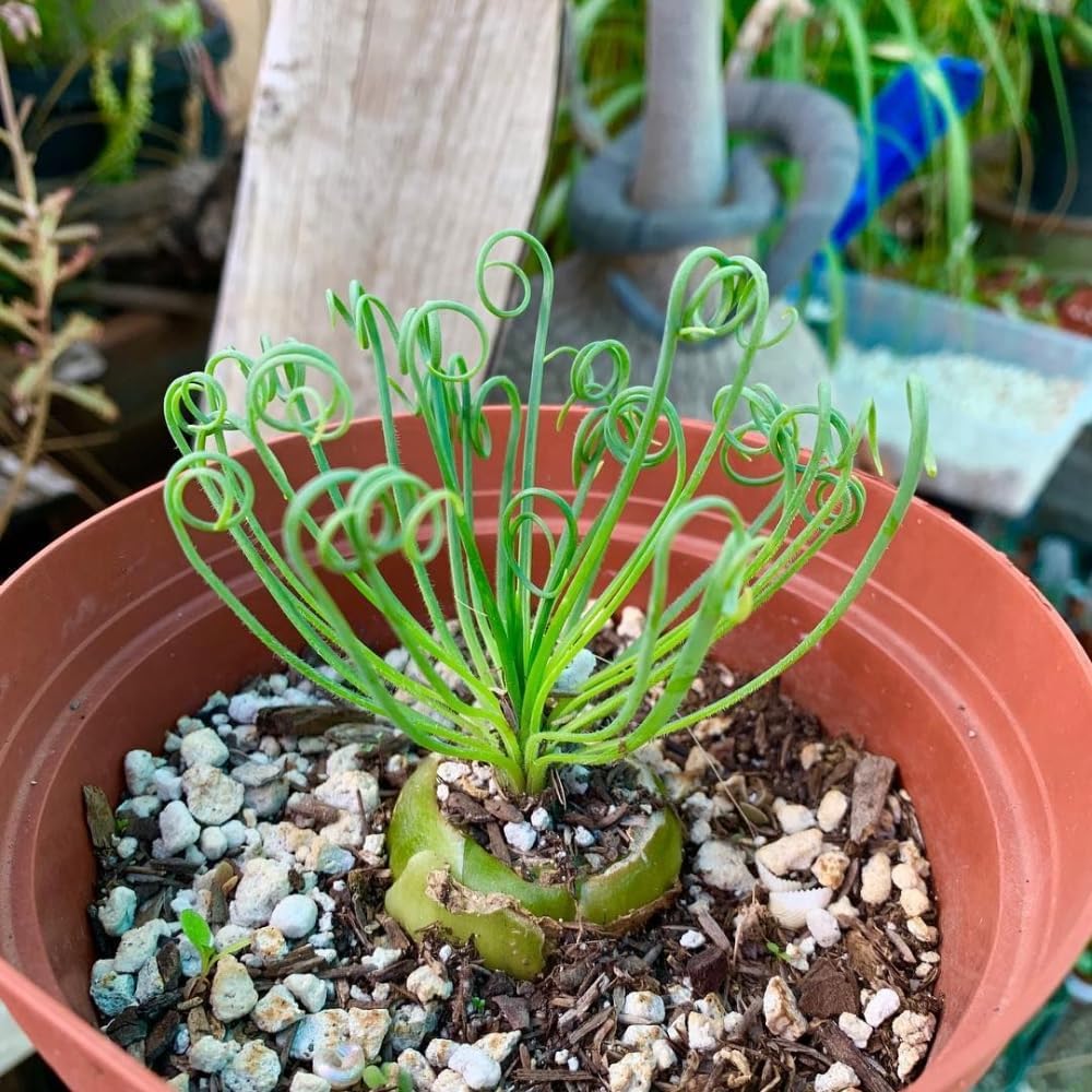 Albuca Spiralis Plant Live, Frizzle Sizzle Succulent Plants, Corkscrew Foliage Succulent in 4'' Pot, Easy-Care Indoor Outdoor Plant