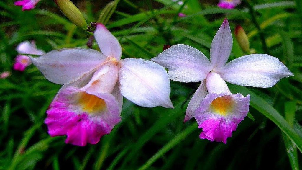 Hawaiian Tropical Bamboo Orchid Plant Root 1Pk LV8 Discount Hawaiian Gifts