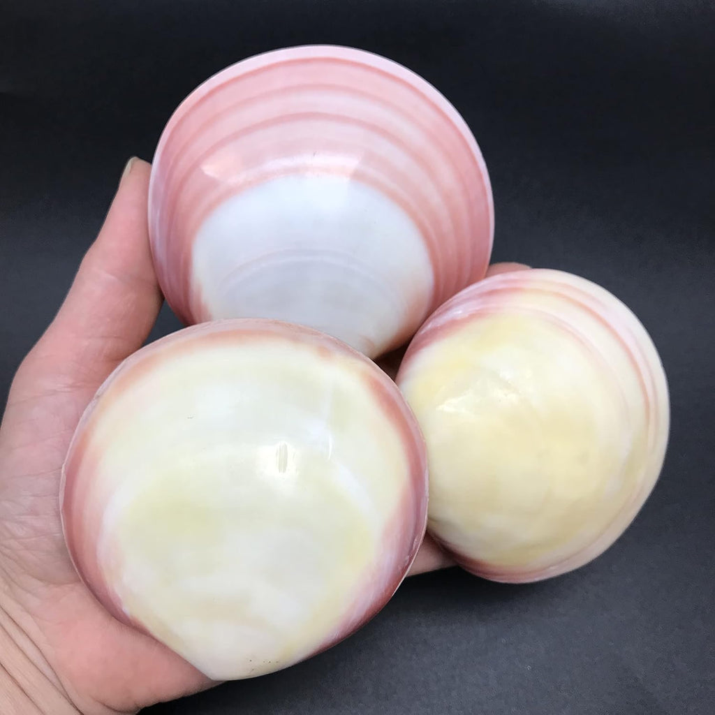 PEPPERLONELY 3 Pairs Polished Tiger Clam Sea Shells, 2 Inch ~ 3 Inch