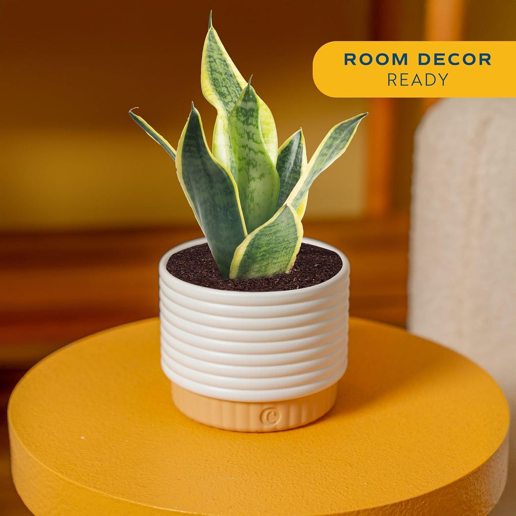 Costa Farms Live Indoor Plant Bundle in Decorative Pots, Easy to Maintain, Air Purifying Indoor Houseplants, Assorted Varieties, Room or Office Decor, House Warming Gift, 8-12 Inches Tall, Pack of 2