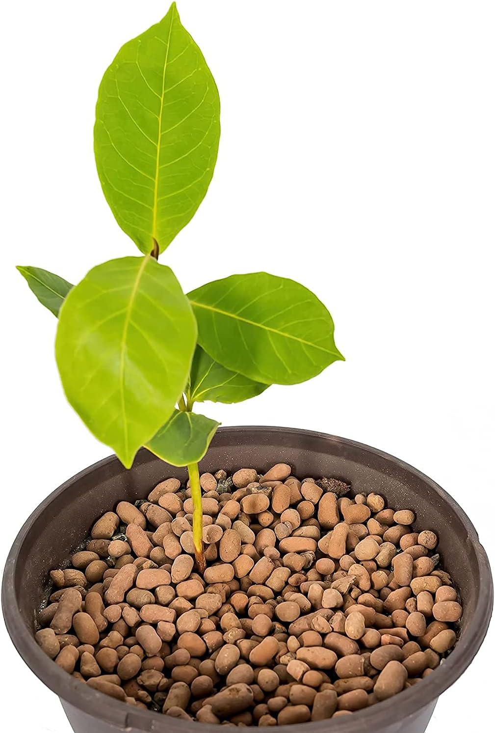 Gardenera Expanded Clay Pebbles for Plants – 4mm-16mm LECA Balls | 100% Natural Hydroton Clay for Drainage, Hydroponics, Aquaponics, Terrariums, Orchids & Indoor Plant Growing Medium - 1 Quart