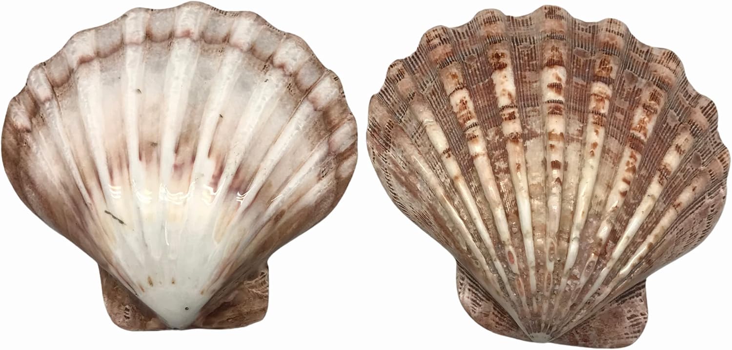 PEPPERLONELY 2 PC Polished Large Great Scallop Sea Shells, Brown Lion's Paw Baking Shells, 4-3/4 Inch