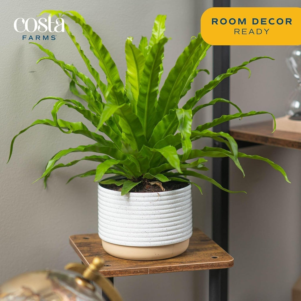 Costa Farms Bird's Nest Fern Live Plant, 15-Inches Tall, Easy to Grow Live Indoor Houseplant in 6-Inch Plant Pot, Living Room, Home and Office Decor, Housewarming Gift