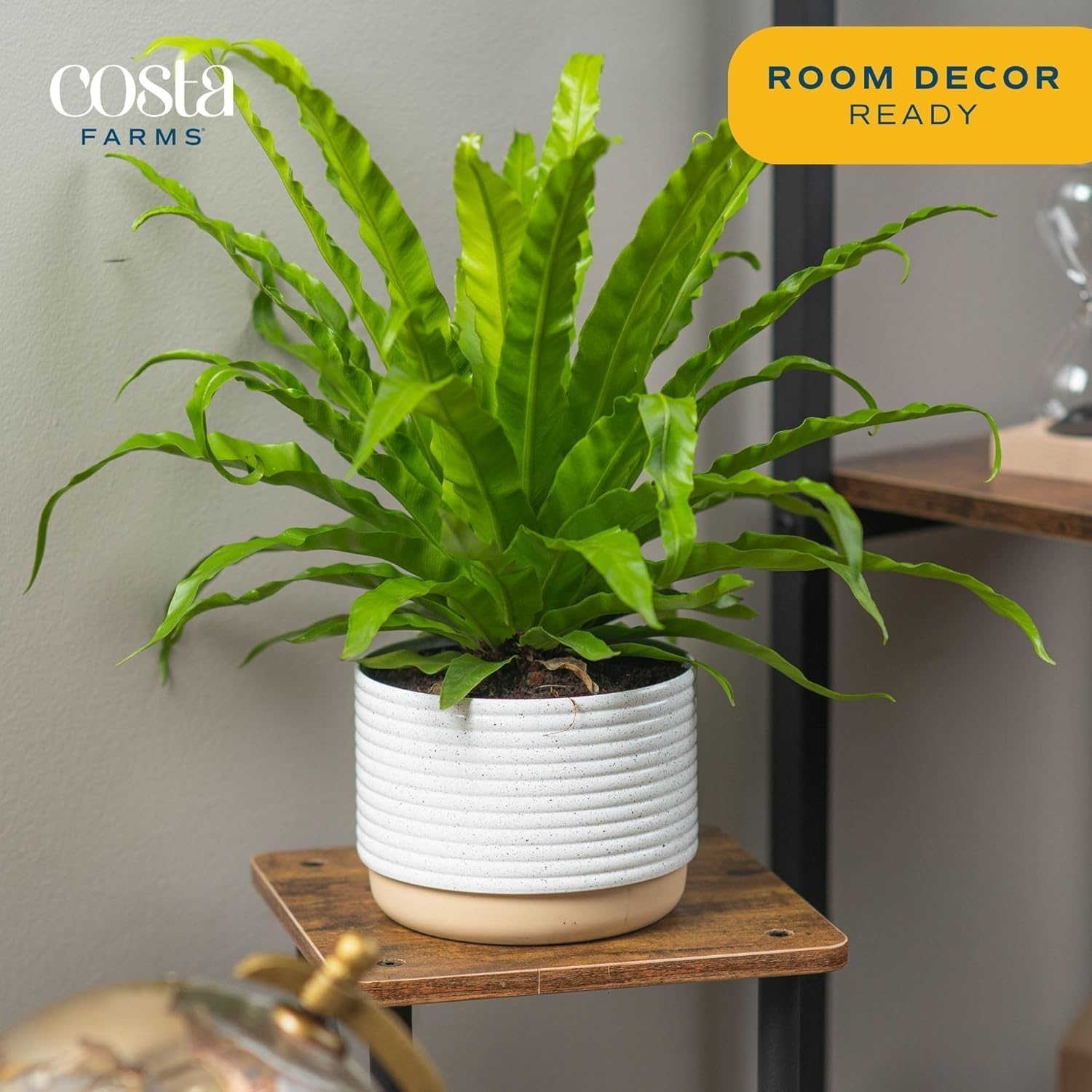 Costa Farms Bird's Nest Fern Live Plant, 15-Inches Tall, Easy to Grow Live Indoor Houseplant in 6-Inch Plant Pot, Living Room, Home and Office Decor, Housewarming Gift