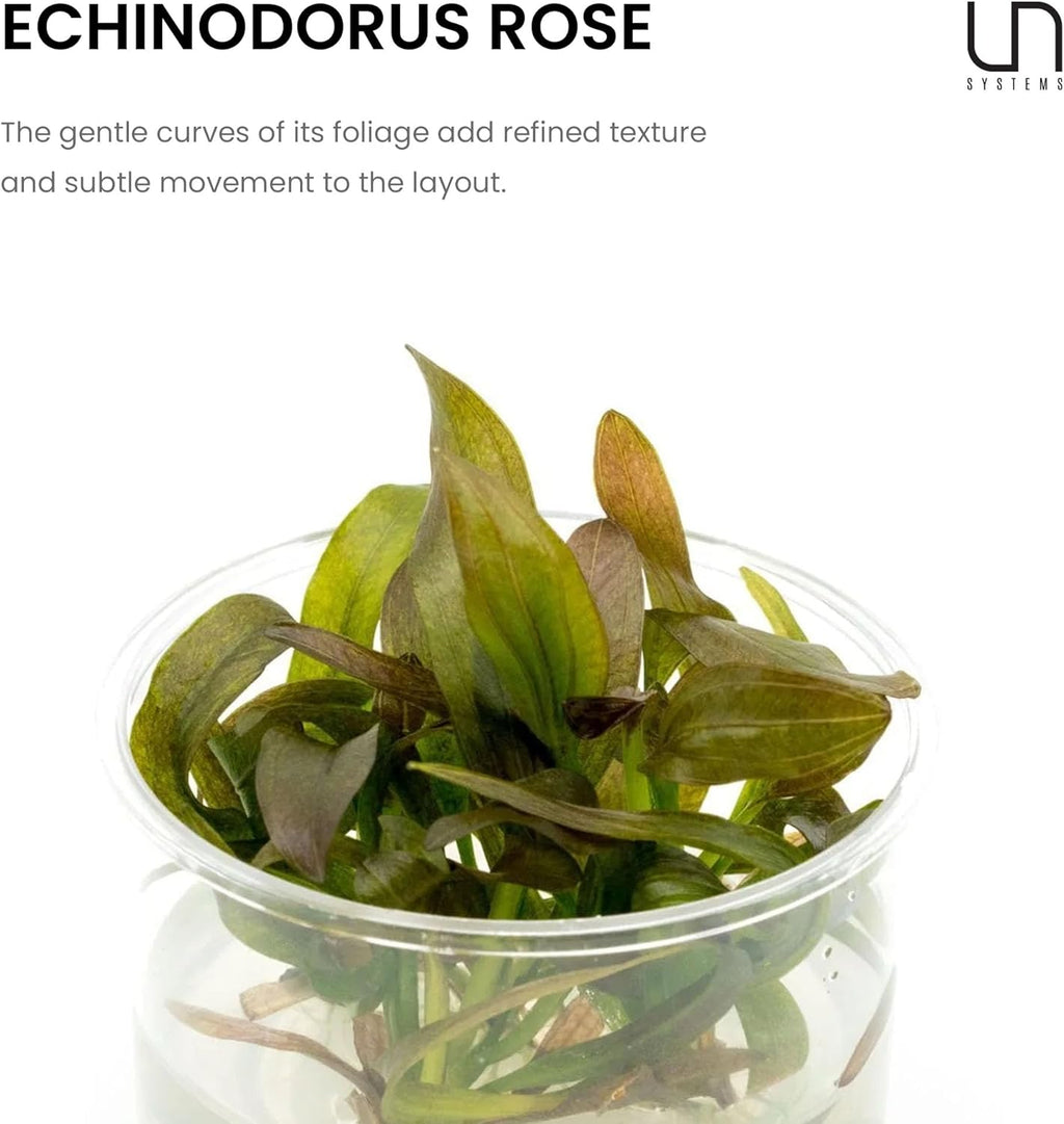Ultum Nature Systems Echinodorus Rose Sword Tissue Culture Live Plant for Aquarium, Freshwater Fish Tank, Aquascaping - 100% Snail Free in Vitro