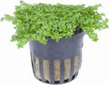 Foreground Potted Live Aquarium Plants | Freshwater Aquatic Plants for Aquariums (Potted Dwarf Baby Tears, 3 Pack)