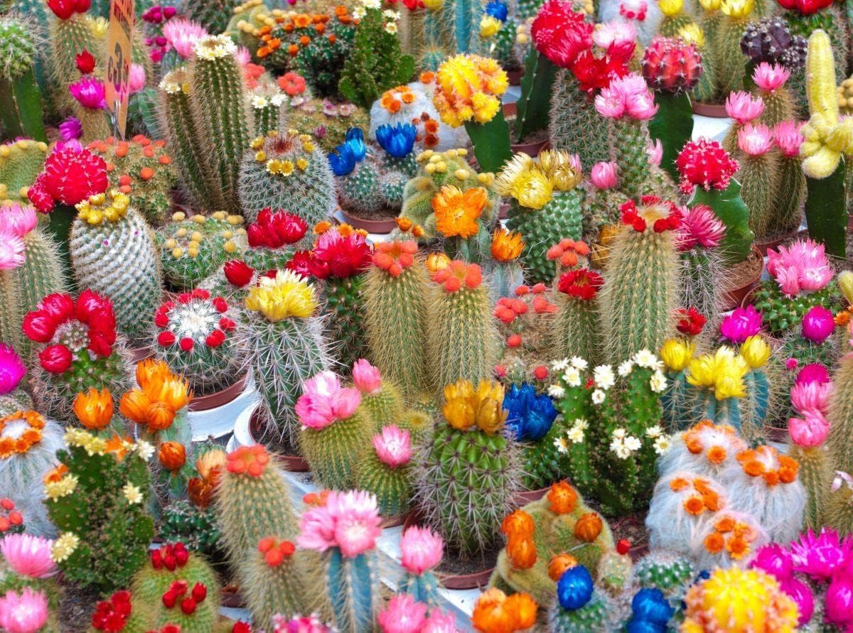 Seeds Cactus Variety Multicolor Mix - Succulents for Planting - GMO Free
