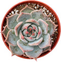 Live Succulent Plants (Echeveria 'Bikachao'), Easy Care Houseplant for Home and Office Decor, Great Gift for Housewarming, Birthday, Thanksgiving