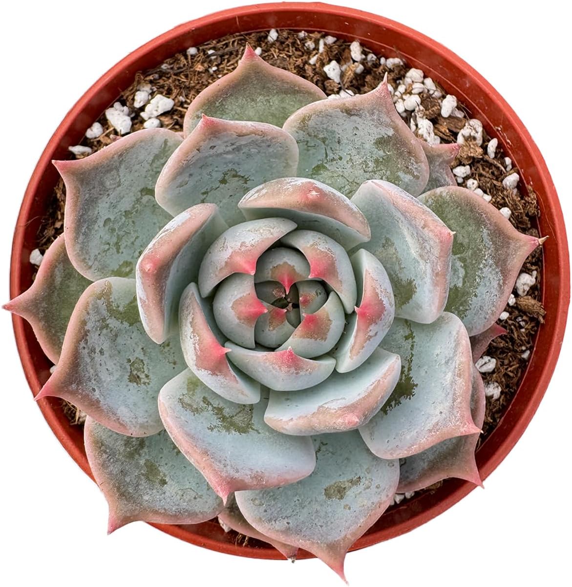 Live Succulent Plants (Echeveria 'Bikachao'), Easy Care Houseplant for Home and Office Decor, Great Gift for Housewarming, Birthday, Thanksgiving