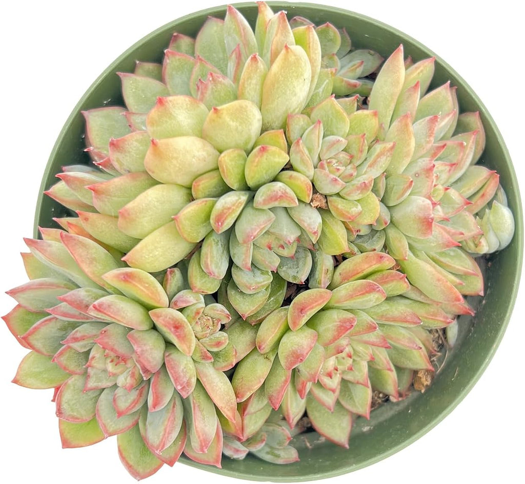 Live Succulent Plants Echeveria 'Mebina', Easy Care Potted Succulents in 4" Pots, Indoor Houseplant, Unique Gifts, Home Office Décor
