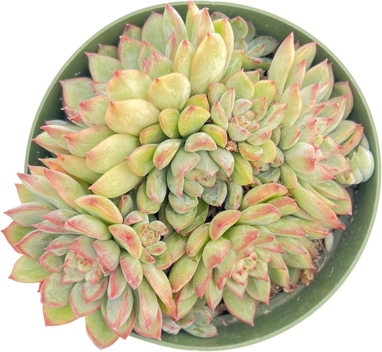 Live Succulent Plants Echeveria 'Mebina', Easy Care Potted Succulents in 4" Pots, Indoor Houseplant, Unique Gifts, Home Office Décor