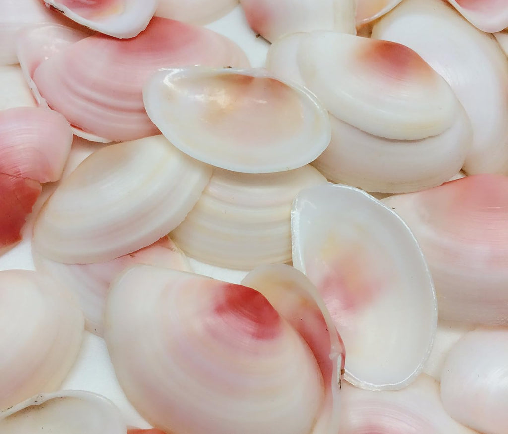 PEPPERLONELY Pink Clam Sea Shells, 4 OZ Apprx. 70 PC Shells, 1 Inch ~ 1-7/8 Inch