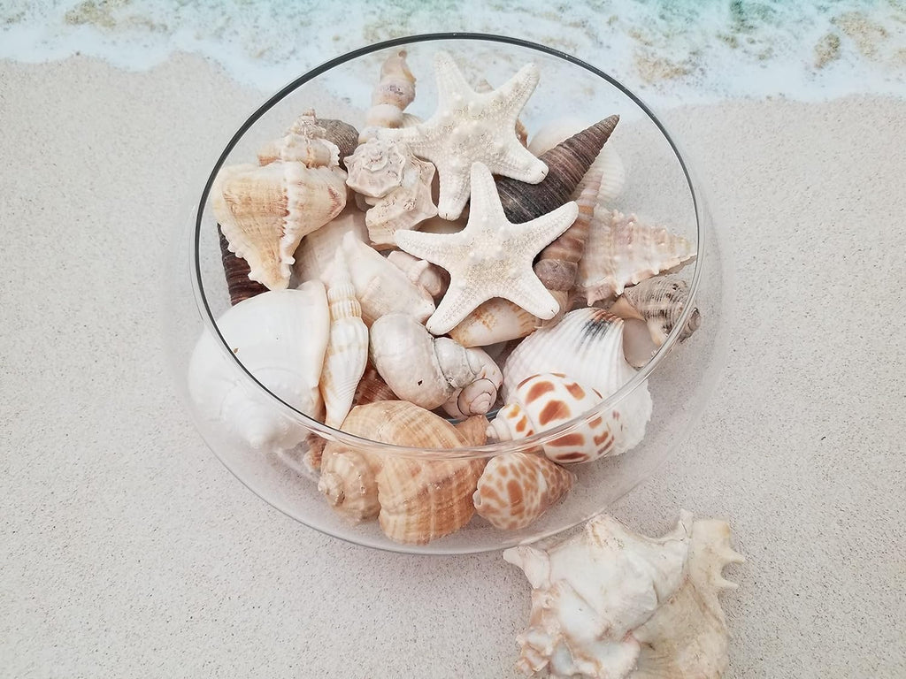 Medium Sized Shells in a Delightful Mix of Whites, Tans and Pinks | 3 Pounds | Bulk Shells for Crafts, Beach Home Decor, Weddings, Vase Filler and Classrooms