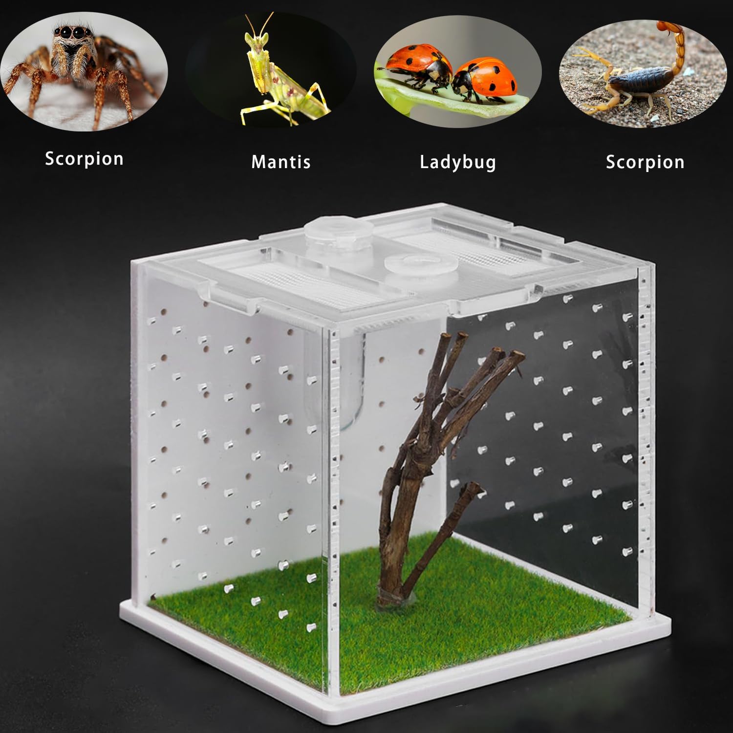 Jumping Spider Enclosure Acrylic Reptile Breeding Tank 2.95x2.95x2.87 Inches, Transparent Tarantula Habitat with Dropper, Feeding Box for Small Insects, Lizards, or Pet Terrarium (Clear)