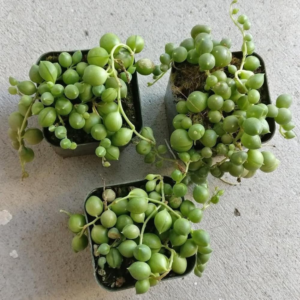String of Pearls Plant Live, String of Pearls, Trailing Succulent from 4 to 7 inches in Height, 4 inch Pot for Indoor Planting
