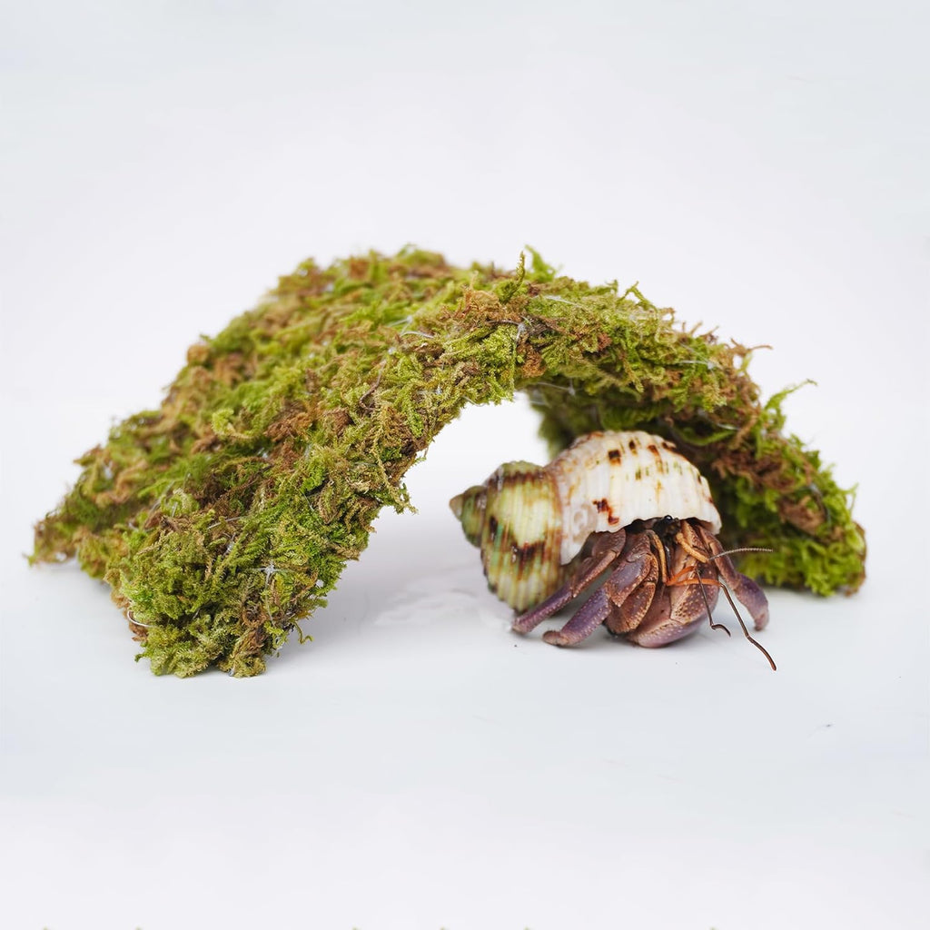 Hermit Crab Accessories 7PCS, Include 5PCS Hermit Crab Shells, 1PCS Climbing Toy and 1PCS Hermit Crab Hideout