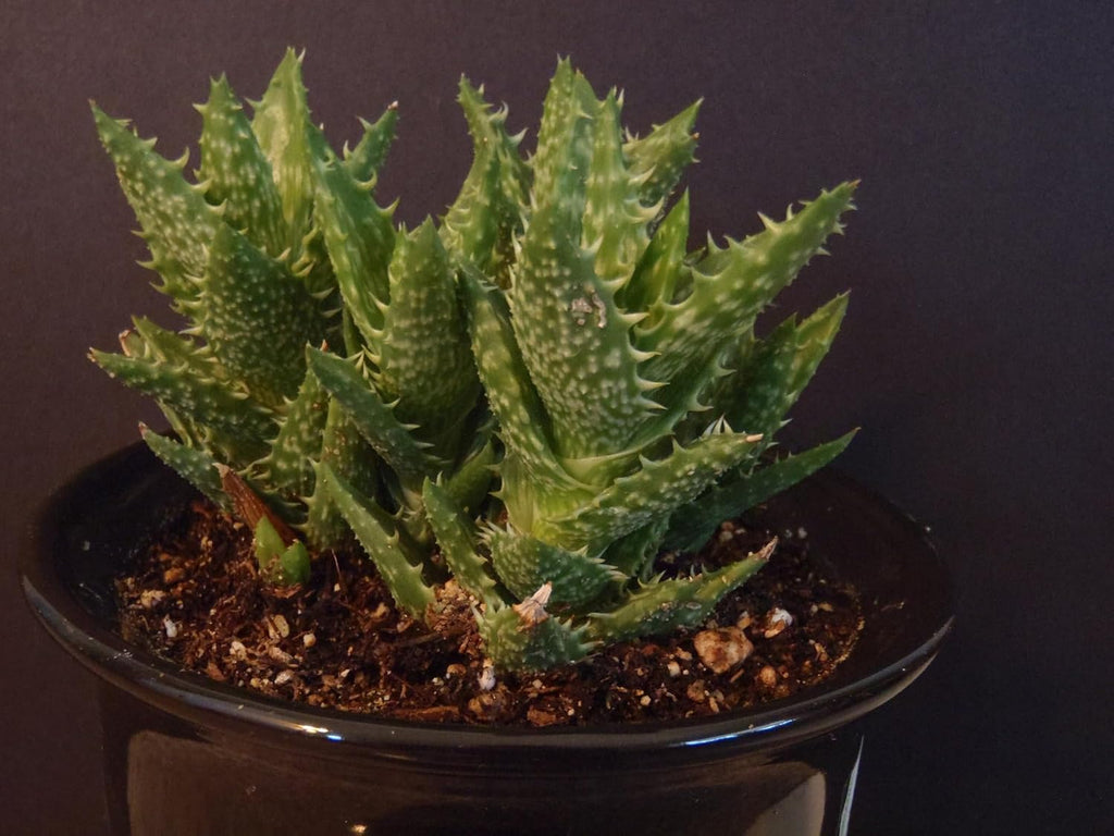 Zanzibar Aloe - Tiger Tooth Aloe - 3 Live Starter Plants in 2 Inch Pots - Aloe Juvenna - Easy Care Indoor Outdoor Ornamental Succulent