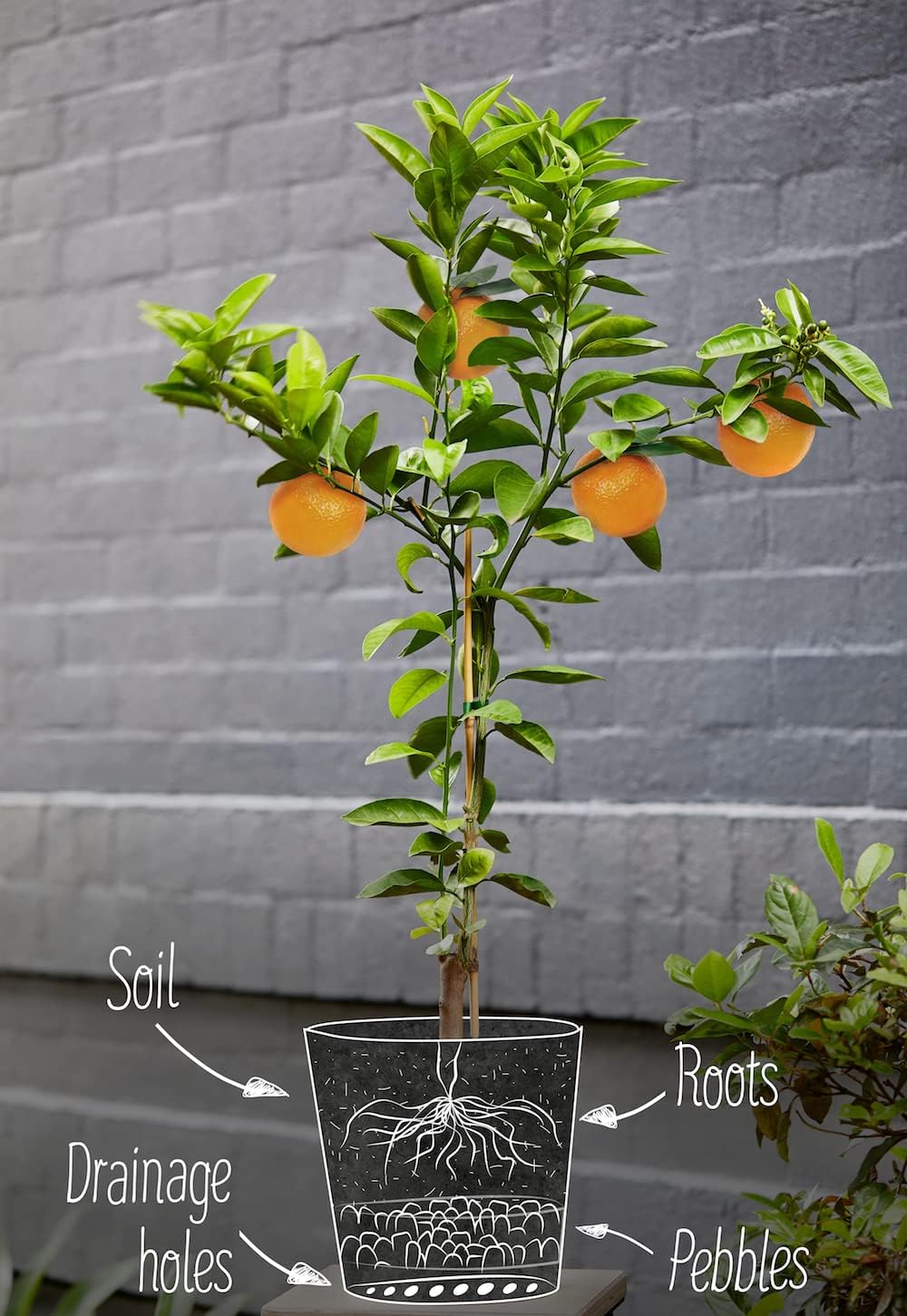 GARDENERA Citrus Tree Potting Soil Mix, Special Blend for Indoor Oranges, Lemons, Limes and More - (3 Quart Bag)