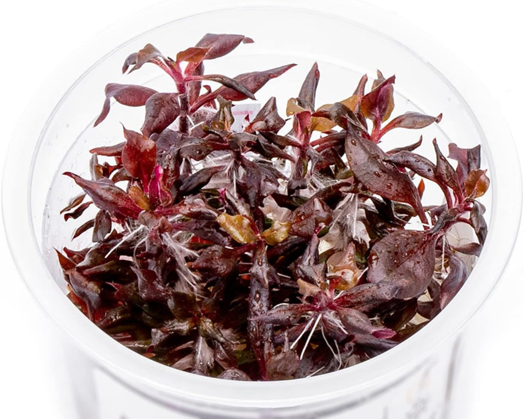 SubstrateSource Live Plant - Alternanthera Reineckii Bronze Tissue Culture Aquatic Live Aquarium Plant - 100% Snail Free in Vitro Cup (AR Bronze)