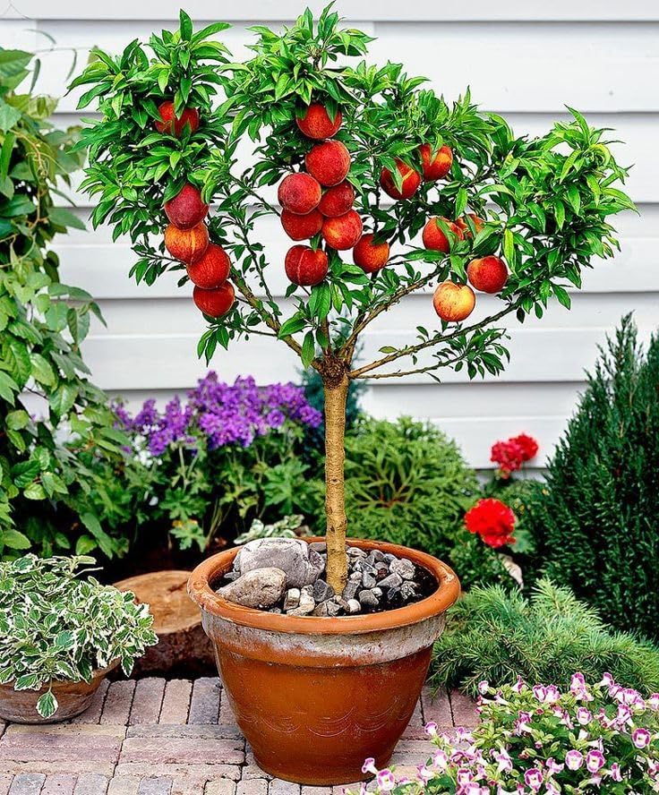 Gardenera Premium Peach Potting Soil Mix - Optimal Nutrient-Rich Blend for Thriving and Juicy Peaches - 2 Quart
