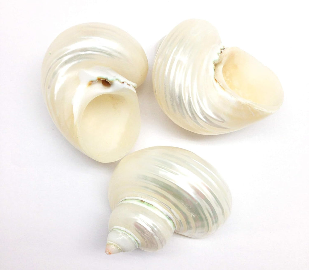 PEPPERLONELY 3 PC Natural Large Pearlized Silver Mouth Turbo, Hermit Crab Shells, 2 Inch ~ 2-3/4 Inch …