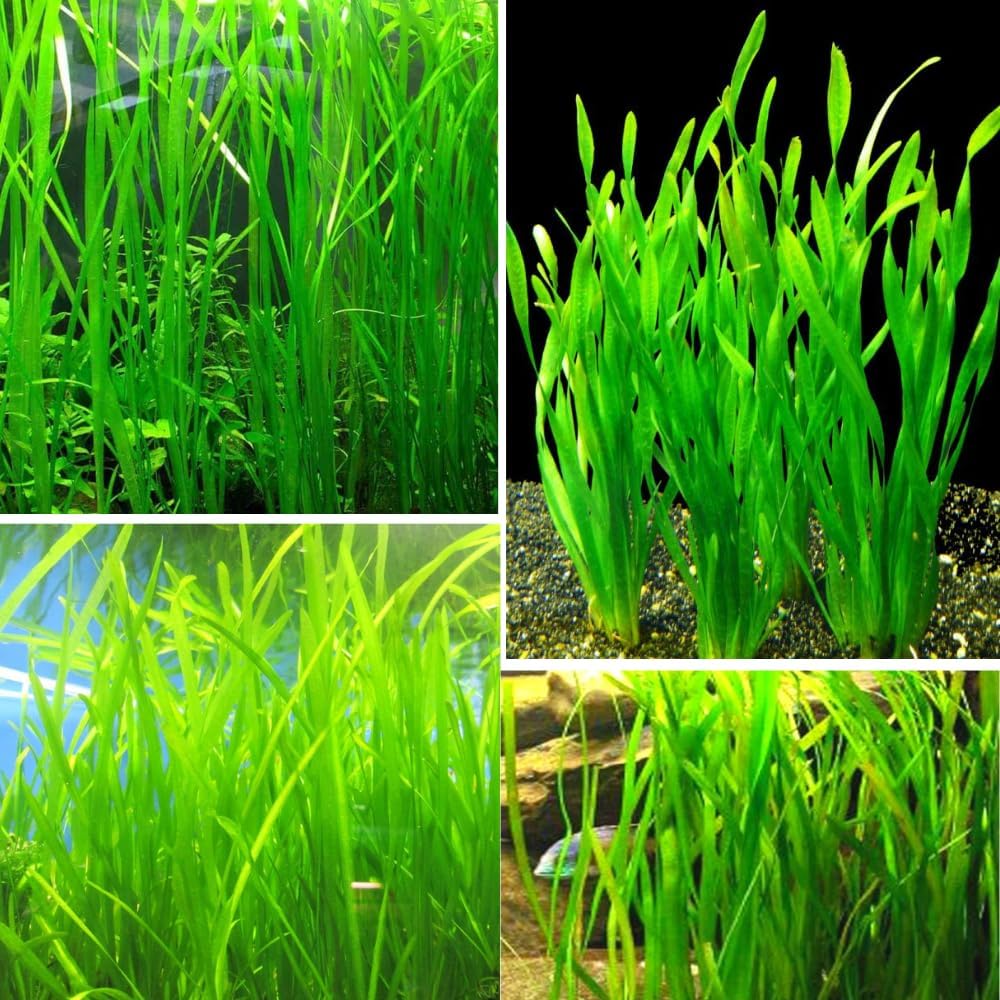 6 Green Jungle Val Plants, Aquarium Plants Live, 4 to 6 Inches Tall, Live Aquarium Plants Indoor Outdoor, Jungle Vallisneria Plant Aquatic Plant