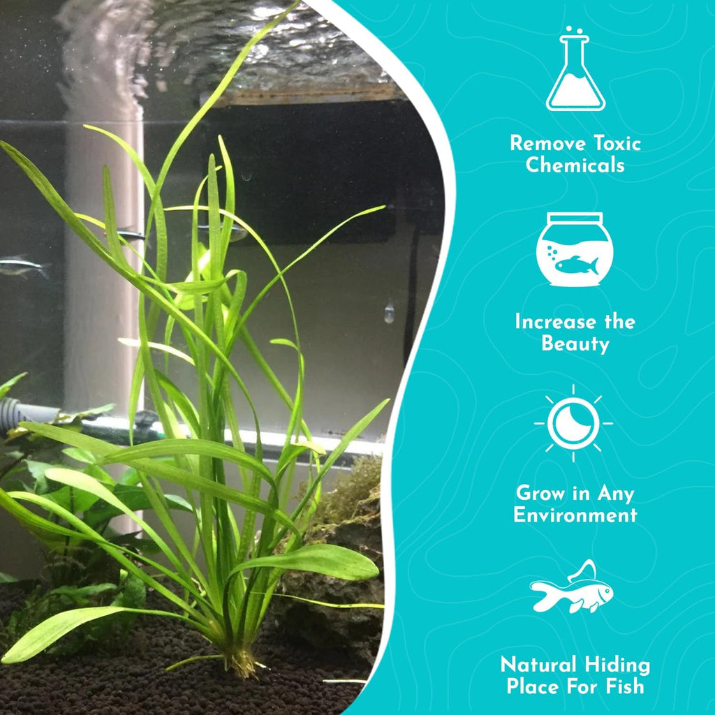 Dwarf Sagittaria (Subulata) Bundle - Easy Grow - Rooted Carpet Plants - Foreground Positioning - All Natural & Organic Aquatic Plant - Long Lasting & Easy to Care