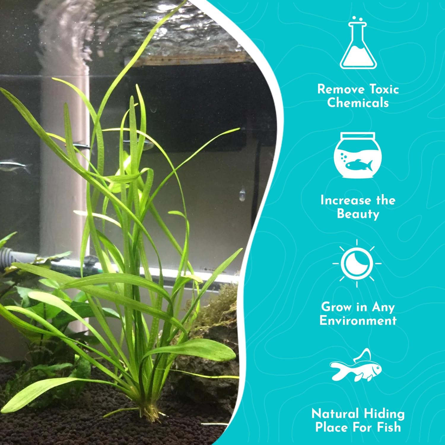 Dwarf Sagittaria (Subulata) Bundle - Easy Grow - Rooted Carpet Plants - Foreground Positioning - All Natural & Organic Aquatic Plant - Long Lasting & Easy to Care