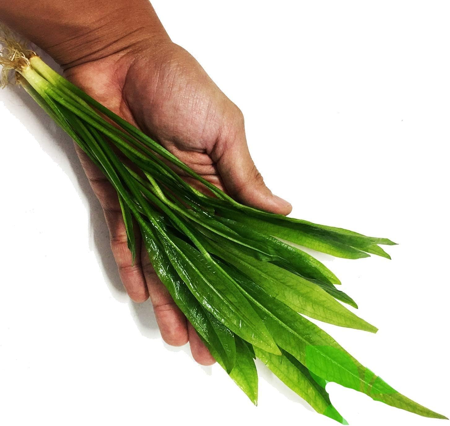– Amazon Sword Bundle Medium Easy Background Live Aquarium Plant Decorations BUY2GET1FREE
