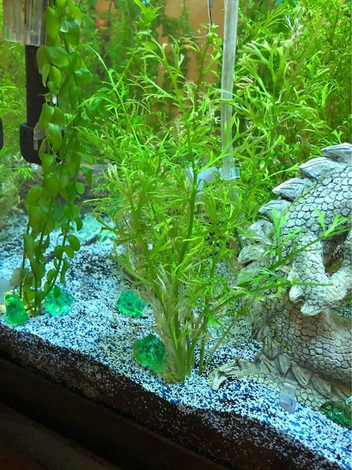 x1 Water Sprite Lace Leaf Live Aquarium Plant - Buy2get1