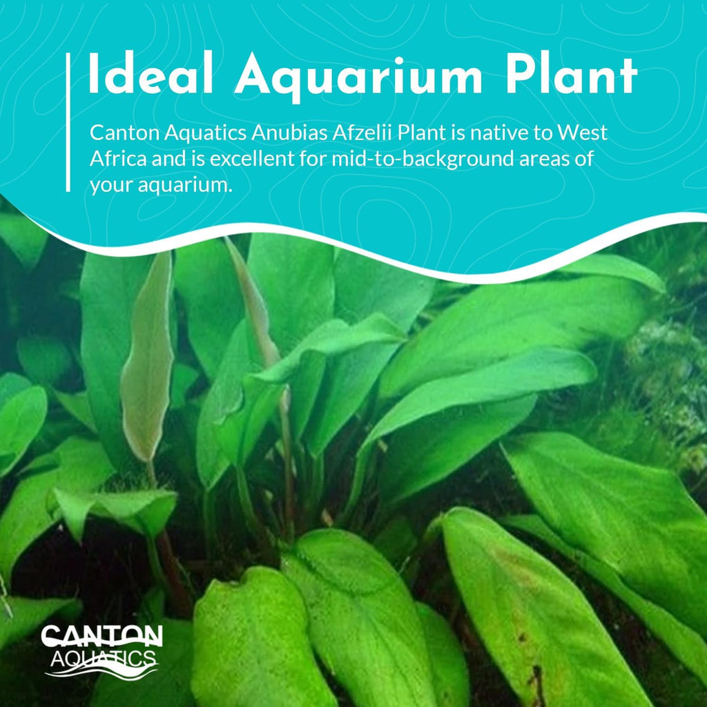 Anubias Afzelii Live Aquatic Plant in – Hardy Freshwater Plant for Aquariums, Low Light, Easy Maintenance, Perfect for Beginners & Experts, Ideal for Aquascaping - Medium