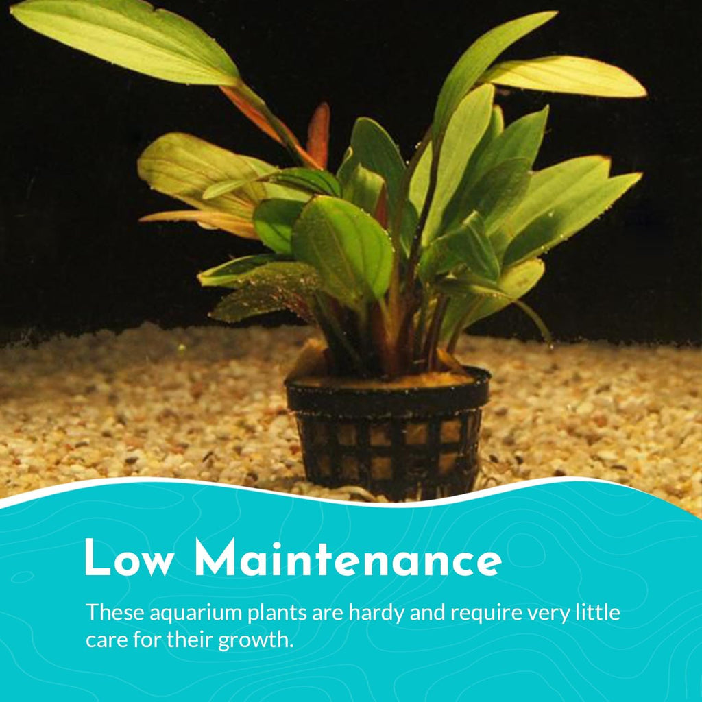 Amazon Sword Echinodorus Red Rose - Vibrant Aquatic Plant for Freshwater Aquariums - Ideal for Midground Planting - Low Maintenance, Enhances Tank Aesthetics - 2 Pot