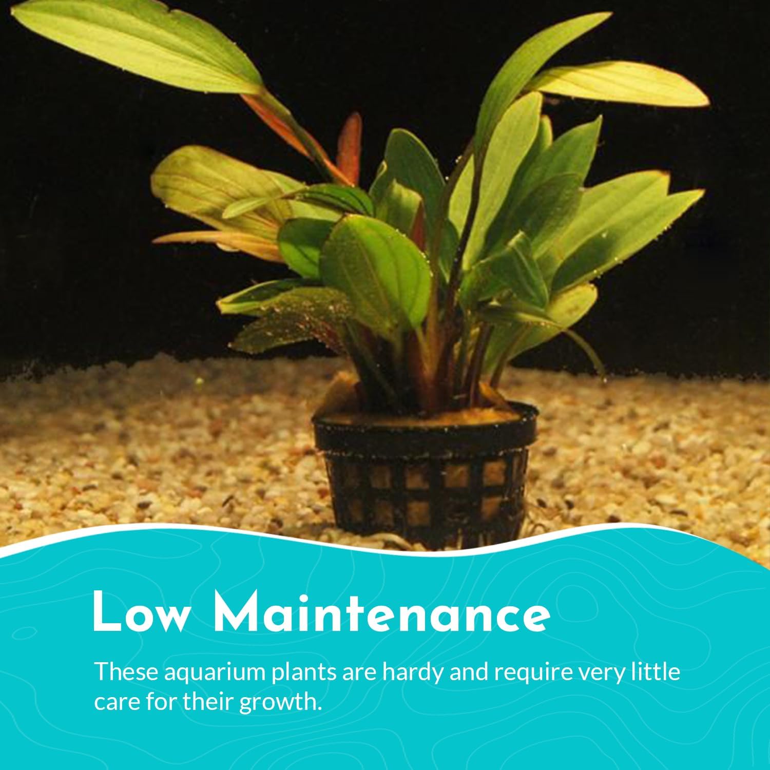 Amazon Sword Echinodorus Red Rose - Vibrant Aquatic Plant for Freshwater Aquariums - Ideal for Midground Planting - Low Maintenance, Enhances Tank Aesthetics - 2 Pot