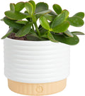 Costa Farms Jade Live Plant in Decorative Pot, Succulent Indoor Houseplant, Perfect for Home, Room, or Office Decor, Great House Warming or Birthday Gift, 4-6 Inches Tall