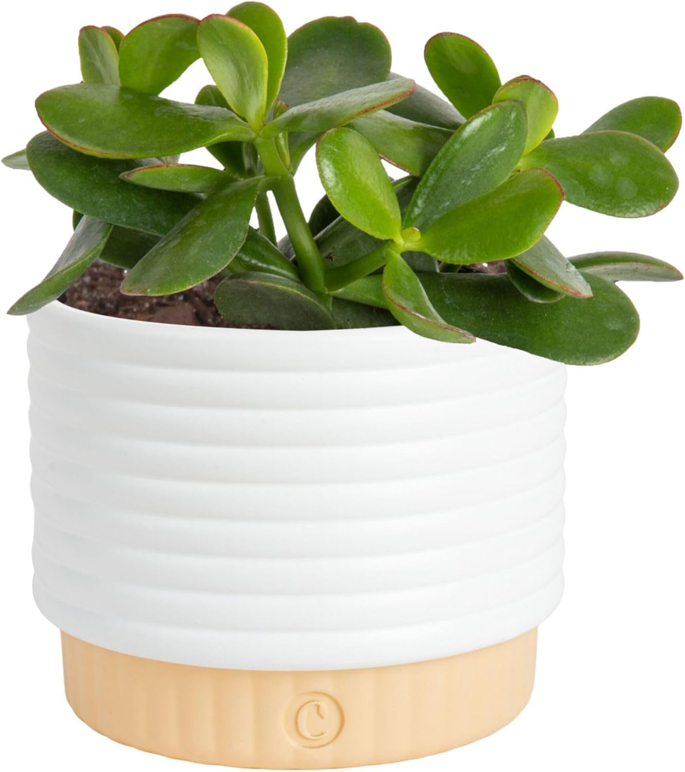 Costa Farms Jade Live Plant in Decorative Pot, Succulent Indoor Houseplant, Perfect for Home, Room, or Office Decor, Great House Warming or Birthday Gift, 4-6 Inches Tall